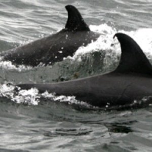 Dolphin3 1