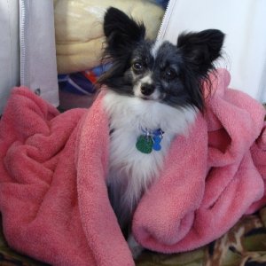 Snug as a bug in a rug..