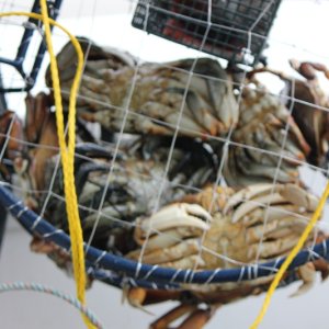 as always awesome crabbing