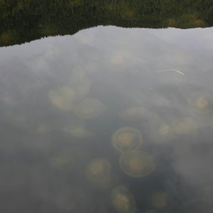 Jellyfish Plume Drake Inlet