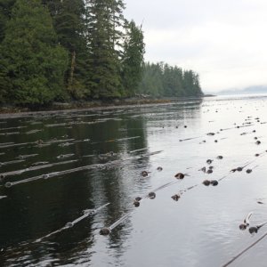 Kelp choked exit of Drake and Cornwall inlet