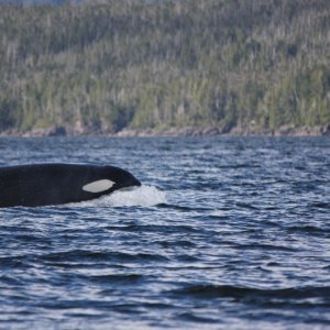 Canada 2013 700