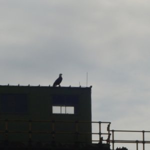 Media 'Bald Eagle on top of the control booth for Gate 2' in album 'Waterford town dock, the eastern start of the Erie Canal'