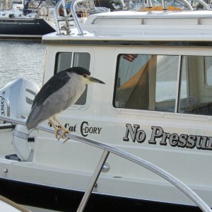 Black-crowned Night Herons, Nycticorax nycticorax with No Pressure