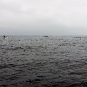Blue Whale