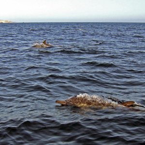 Common dolphins