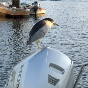 Night Heron on our motor