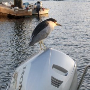 Black-crownedNightHeronsNycticoraxnycticoraxonoutboard