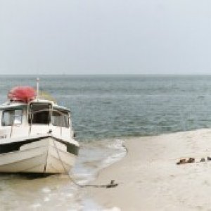 Otter on Ocracoke beach.jpg