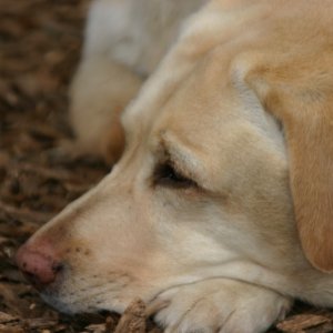 Piper