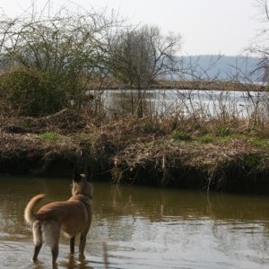 Zoe the Belgian Malinois