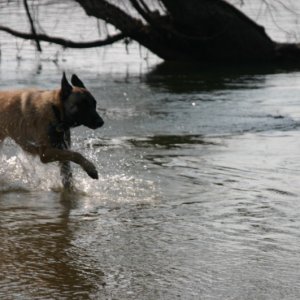 Media 'Zoe' in album 'Otter under way, Great Wicomico River, Virginia.JPG'