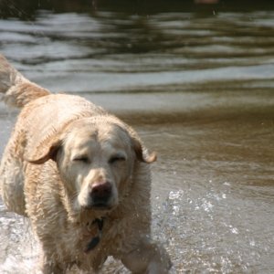 Media 'Piper' in album 'Otter under way, Great Wicomico River, Virginia.JPG'