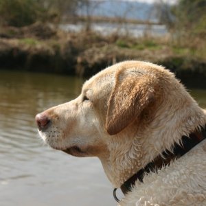 Media 'Piper' in album 'Otter under way, Great Wicomico River, Virginia.JPG'