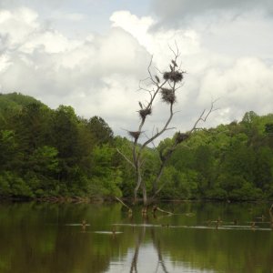 Heron Condo