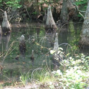 Media 'A view from a 'walkover'' in album 'Bald Cypress Trail within Seashore State Park'