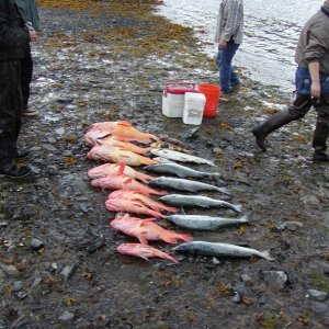 Media 'A few fish' in album 'Audrey Parsons'