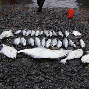 Media 'A few more fish' in album 'Audrey Parsons'