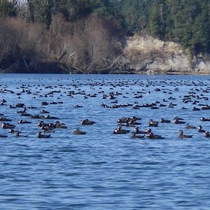 Thousands of Surf Scoters outside of Hammersley Inlet