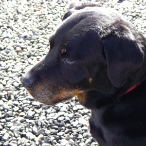 Bear (Endurance)