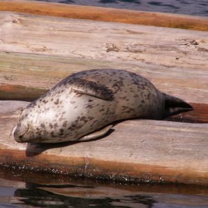 Blueberry Bumpkin Sunning Himself