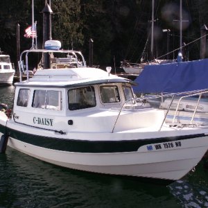 C-Daisy