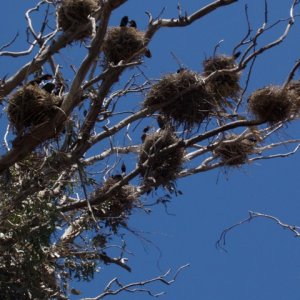 Cormorants' nesting grounds