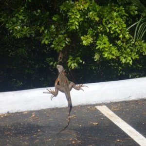 wildlife in Key Largo