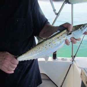 Spanish Mackerel one of three (dinner)