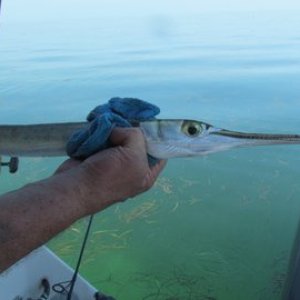 A Houndfish also called fish of many teeth