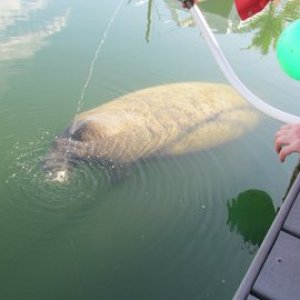 Another manatee in the marina along with schools of fish. No fishing in the marina.