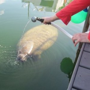 A manatee on the other side of the boat next to us.