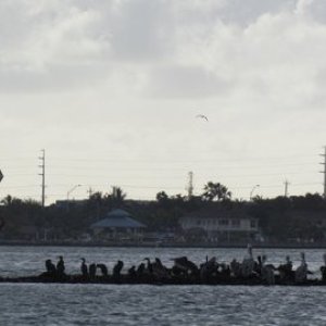 Bird Island
