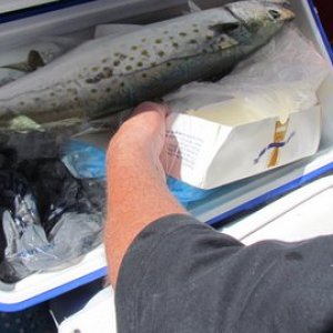 Spanish Mackerel stopped by to cool off