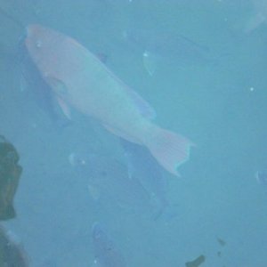 fish near the schooner docks Key West