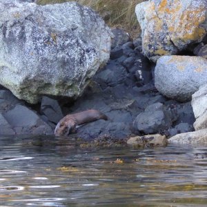 River otter - shortly after this photo I was charged by the largest river otter I've ever seen in the San Juans, a medium-dog-sized otter came running out of the bushes straight at me and dove into the water at full speed and swam away about 3 feet from my kayak!