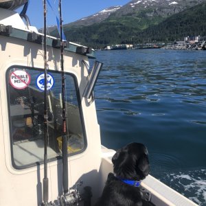 Dog days. Departing Whittier.