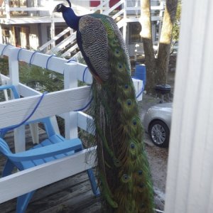 Peacocks everywhere