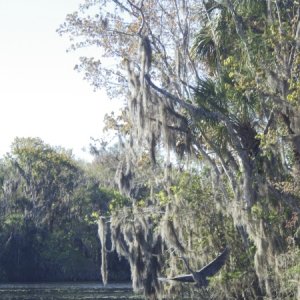 Media 'Our Mud Creek anchorage' in album 'Our room at Eastpoint'