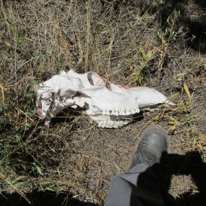 Media 'Flaming Gorge, Great hikes with wildlife.' in album 'Flaming Gorge Reservoir 2015'