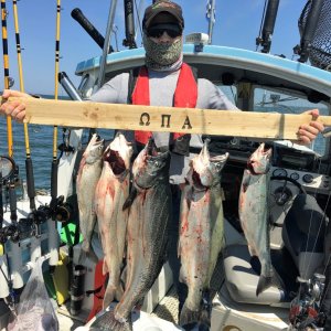 Nice mix of Coho and Chinook caught off South Haven, Michigan.