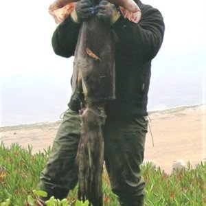 Humboldt Squid caught off Bodega, CA.  That's Tomales Point and Bodega Bay in the background. This location is where Hitchcocks movie "The Birds" was filmed.