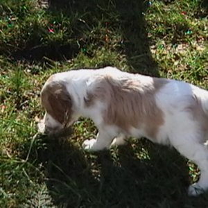 Sadie 5 weeks old and playing with quail wings