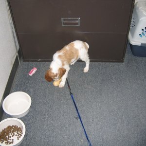 Sadie- Just picked her up at the airport- first day in the office