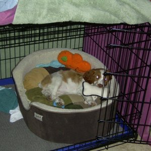 Sadie Lady 005