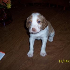 Chloe Zoe CVB at 4 weeks