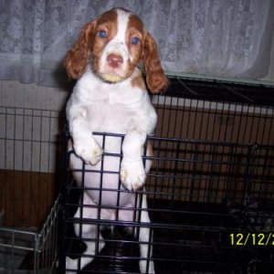 Chloe at 8 weeks