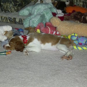 Media 'Chloe just chillin' in album '2 weeks Sadie Lady Bird'
