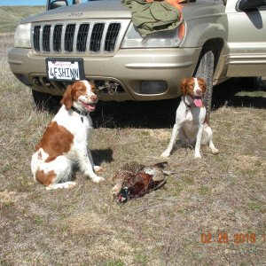 Media '2-28-10 hunt' in album '2 weeks Sadie Lady Bird'