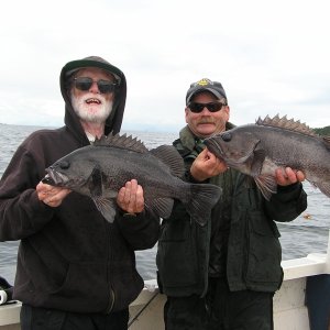 Media 'Queen Charlotte Strait black rockfish on the surface-about as much fun as you can have with a fishing rod!' in album 'My first view of my boat sitting on the rack at Edmonds'